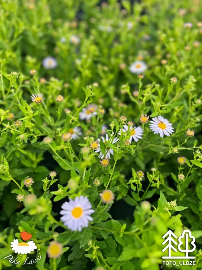 Kalimeris incisa   'Madiva'